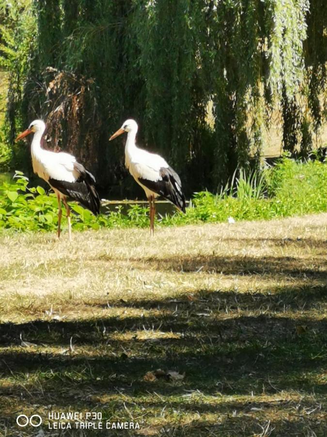 Au Nid De Cigogne Avec Garage A Kaysersberg Exteriér fotografie